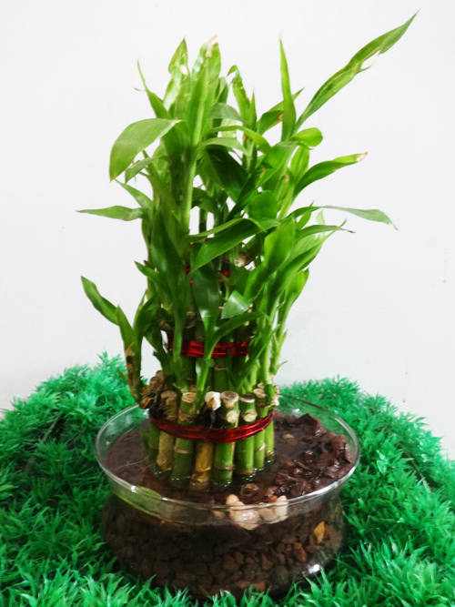 Lucky Bamboo with chips 3 layer 