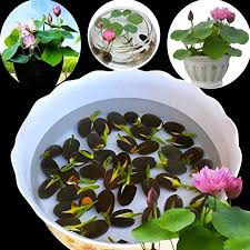 Bonsai Lotus Seed 