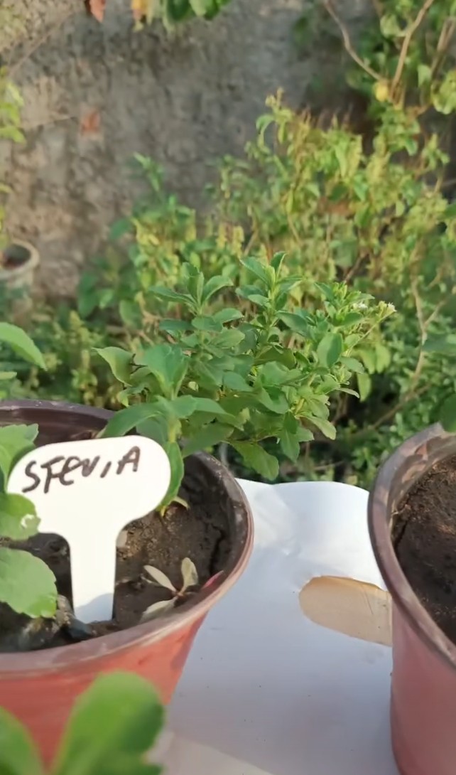 Stevia Plant-300 Seeds 